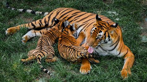 why are south china tigers endangered